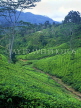 SRI LANKA, hill country, Tea plantation near Nuwara Eliya, SLK1523JPL