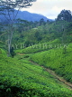 SRI LANKA, hill country, Tea plantation near Nuwara Eliya, SLK1523JPL