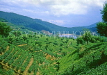 SRI LANKA, hill country, Tea plantations at Ramboda (near Nuwara Eliya), SLK2084JPL