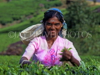SRI LANKA, hill country, Tea plucker (near Nuwara Eliya), SLK148JPL