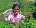 SRI LANKA, hill country, Tea plucker (near Nuwara Eliya), SLK1630JPL