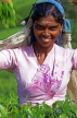 SRI LANKA, hill country, Tea plucker (worker), near Nuwara Eliya, SLK1968JPL