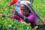 SRI LANKA, hill country, Tea plucker (worker), near Nuwara Eliya, SLK1973JPL