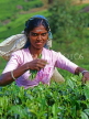 SRI LANKA, hill country, Tea plucker (worker), near Nuwara Eliya, SLK2045JPL
