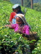 SRI LANKA, hill country, Tea pluckers (near Nuwara Eliya), SLK1627JPL