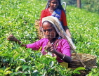SRI LANKA, hill country, Tea pluckers (near Nuwara Eliya), SLK1825JPL