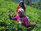 SRI LANKA, hill country, Tea pluckers (near Nuwara Eliya), SLK275JPL