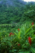 SRI LANKA, hill country, jungle scenery, red Ginger Lily flowers, SLK260JPL