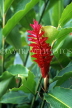 SRI LANKA, hill country, red Ginger Lily flower, SLK1752JPL