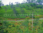 SRI LANKA, hill country, road running through tea plantation (near Nuwara Eliya), SLK1952JPL