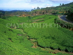 SRI LANKA, hill country, road winding through Tea plantation (near Nuwara Eliya), SLK307JPL