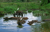 SRI LANKA, rural scene, Buffalos in waterhole, SLK228JPL