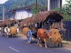 SRI LANKA, rural scene, Bullock Carts along road, SLK157JPL