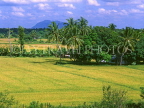SRI LANKA, rural scene, Rice (paddy) fields, SLK230JPL