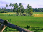 SRI LANKA, rural scene, Rice (paddy) fields, SLK383JPL