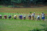 SRI LANKA, rural scene, Rice (paddy) fields, women planting young rice plants, SLK1975JPL