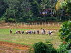 SRI LANKA, rural scene, Rice (paddy) fields, women planting young rice plants, SLK305JPL