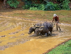 SRI LANKA, rural scene, farmer ploughing rice (paddy) field with buffalo, SLK1566JPL