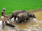 SRI LANKA, rural scene, farmer ploughinh rice (paddy) field with buffalo, SLK159JPL