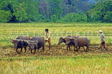 SRI LANKA, rural scene, farmers ploughing rice (paddy) fields with buffalo, SLK1761JPL