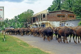 SRI LANKA, rural scene, herd of Buffalo along road, SLK1966JPL