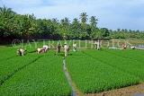 SRI LANKA, rural scene, rice (paddy) fields, women planting young rice plants, SLK1891JPL