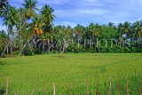 SRI LANKA, rural scene, rice (paddy) fields near Kurunegala, SLK1981JPL