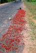SRI LANKA, rural scene, ripe chillies drying on roadside, SLK364JPL