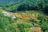 SRI LANKA, rural scene, terraced rice fields (on route to Kandy), SLK1760JPL