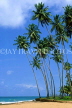 SRI LANKA, south coast, Ahangama, coast and coconut trees, SLK1689JPL