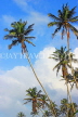 SRI LANKA, south coast, Ahangama area, coconut trees, SLK4777JPL