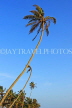 SRI LANKA, south coast, Ahangama area, leaning coconut trees, SLK4747JPL