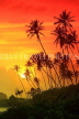 SRI LANKA, south coast, Ahangama area, sunset with coconut trees in silhouette, SLK4754JPL
