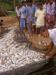SRI LANKA, south coast, Ambalangoda, fisherman sorting catch (hauled in by nets), SLK1371JPL
