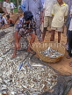 SRI LANKA, south coast, Ambalangoda, fisherman sorting catch (hauled in by nets), SLK3274JPL