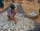 SRI LANKA, south coast, Ambalangoda, fisherman sorting catch (hauled in by nets), SLK3275JPL