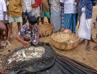 SRI LANKA, south coast, Ambalangoda, fisherman sorting catch (hauled in by nets), SLK3276JPL