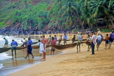 SRI LANKA, south coast, Ambalangoda, fishermen hauling in nets, SLK1675JPL