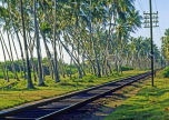 SRI LANKA, south coast, Bentota, railway line and coconut trees, SLK2064JPL