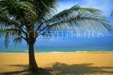 SRI LANKA, south coast, Mount Lavinia, beach and coconut tree, SLK1681JPL