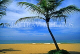 SRI LANKA, south coast, Mount Lavinia, beach and coconut tree, SLK2019JPL
