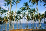 SRI LANKA, south coast, Tangalle, coast and coconut trees, SLK2013JPL