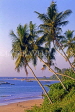 SRI LANKA, south coast, Weligama, beach snd leaning coconut trees, SLK1721JPL