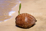 SRI LANKA, south coast, sprouting coconut on beach, SLK1895JPL
