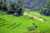 SRI LANKA, terraced rice (paddy) fields near Kandy, SLK2001JPL