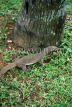 SRI LANKA, wildlife, small Iguana (Thalagoya), SLK216JPL