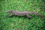 SRI LANKA, wildlife, south coast, small Iguana (Thalagoya), SLK1731JPL