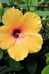 SRI LANKA, yellow Hibiscus flower, SLK4448JPL