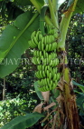 ST LUCIA, Banana plantation, fruit hanging from tree, STL618JPL
