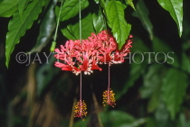 ST LUCIA, Diamond Botanical Gardens, Hibiscus flowers, STL725JPL